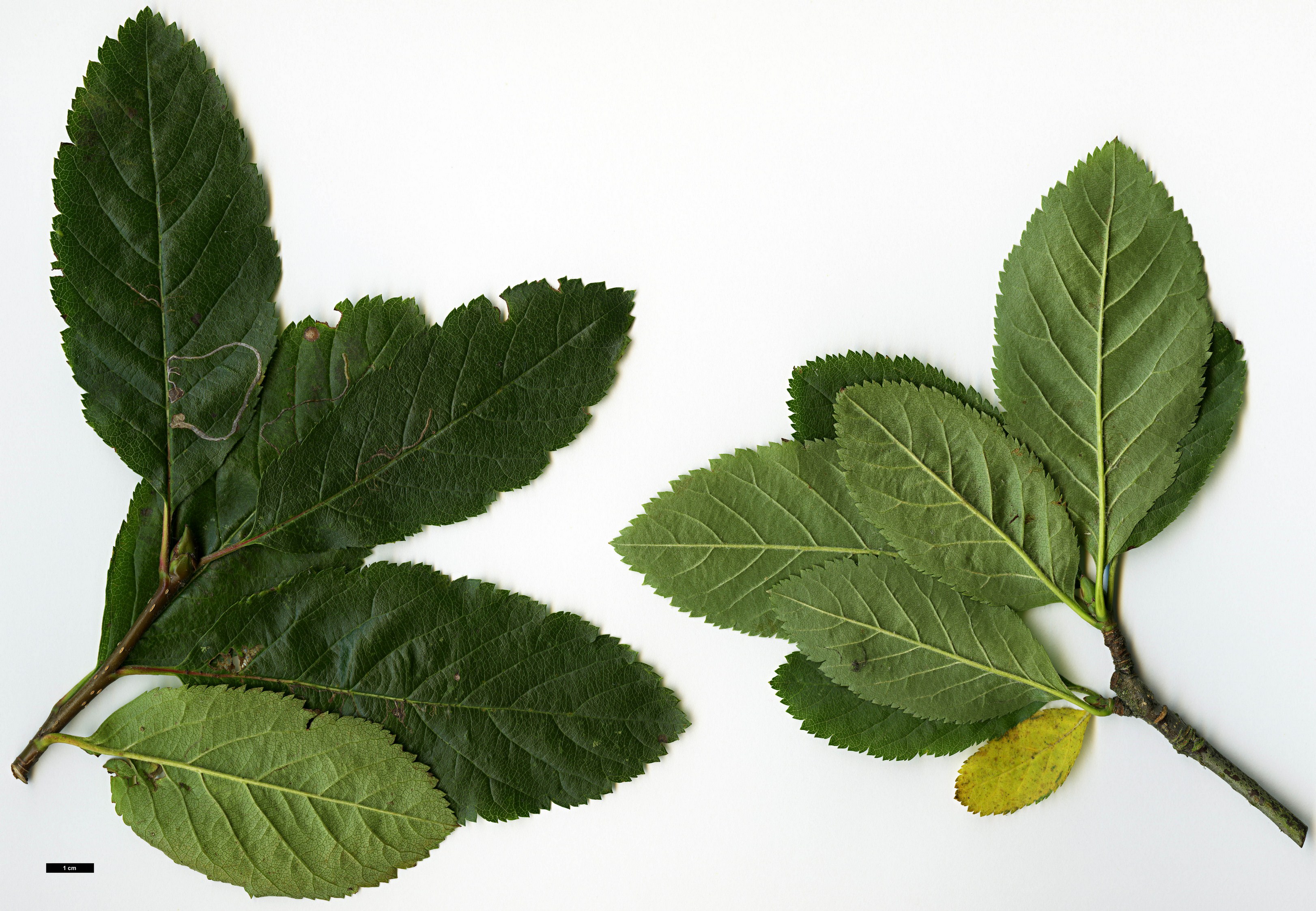 High resolution image: Family: Rosaceae - Genus: Sorbus - Taxon: chamaemespilus